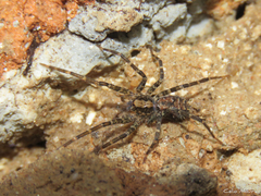 Acanthoctenus