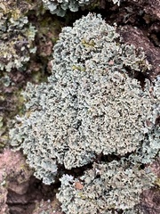 Cladonia caespiticia