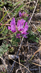 Astragalus crassicarpus