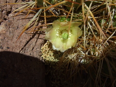 Maihueniopsis camachoi