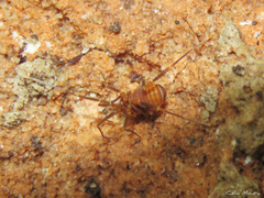 Escadabiidae