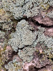 Cladonia caespiticia