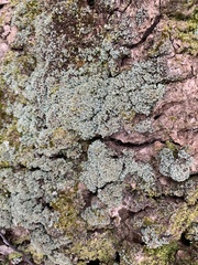 Cladonia caespiticia