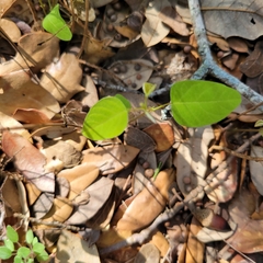 Desmodium psilophyllum