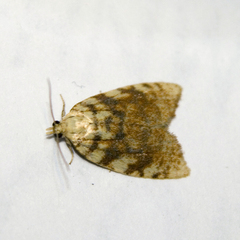 Aleimma loeflingiana