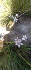 Alepidea