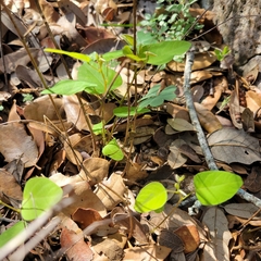 Desmodium psilophyllum