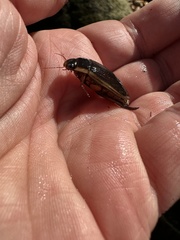 Dytiscus fasciventris