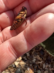 Dytiscus fasciventris