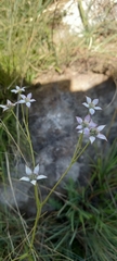 Alepidea