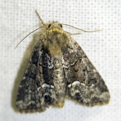 Oligia
