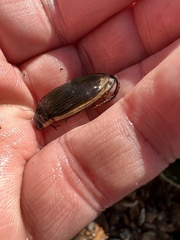 Dytiscus fasciventris