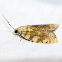 Aleimma loeflingiana