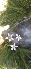 Alepidea
