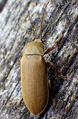 Dascillus cervinus