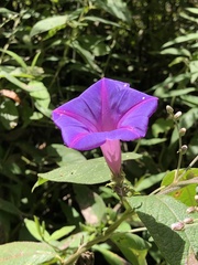 Ipomoea mitchelliae