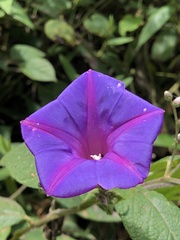Ipomoea mitchelliae