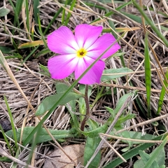 Phlox roemeriana