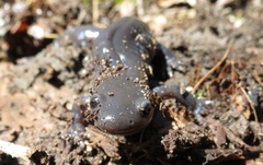 Ambystoma jeffersonianum