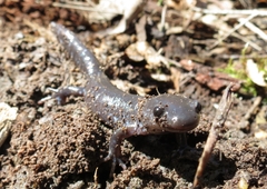 Ambystoma jeffersonianum