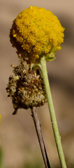Pycnosorus chrysanthus