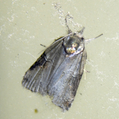 Nycteola asiatica