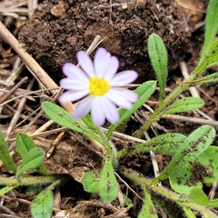 Chaetopappa asteroides