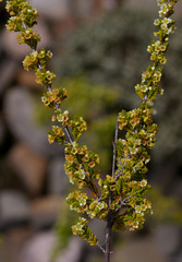 Micromyrtus leptocalyx
