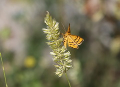 Idaea aureolaria