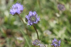 Jasione laevis