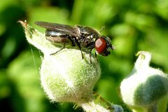 Melanogaster hirtella