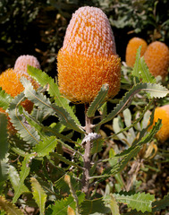 Banksia burdettii