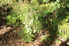 Adiantum formosum