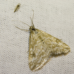 Evergestis frumentalis