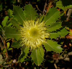 Banksia obovata
