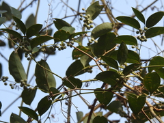 Smilax smallii