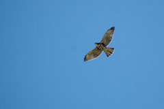 Buteo albigula