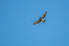 Buteo albigula