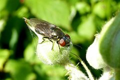 Melanogaster hirtella