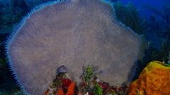 Callyspongia aculeata