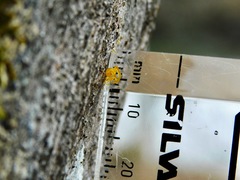 Quaternaria quaternata