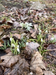 Galanthus