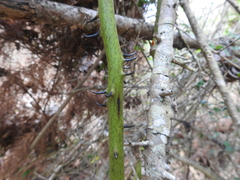 Smilax smallii
