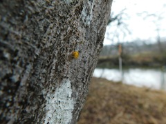 Quaternaria quaternata