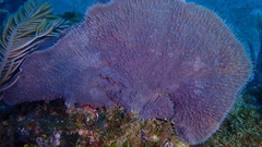 Callyspongia aculeata