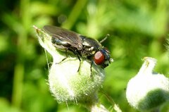 Melanogaster hirtella