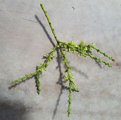 Misodendrum punctulatum