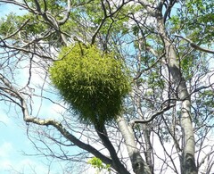 Misodendrum punctulatum