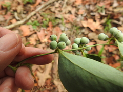 Smilax smallii