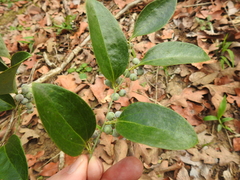Smilax smallii